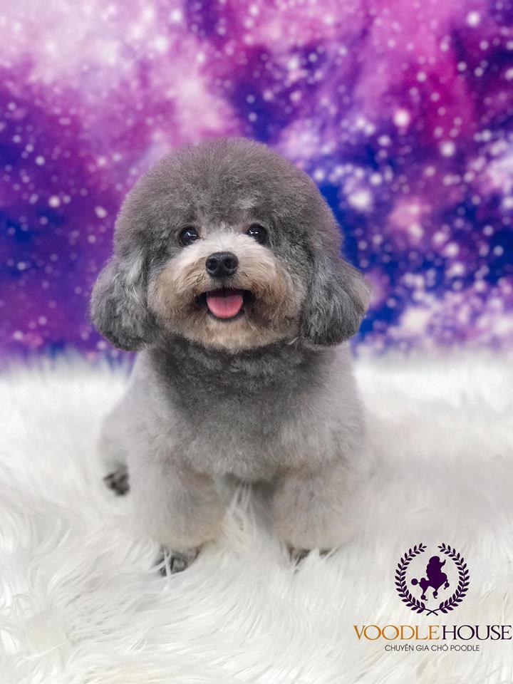 Poodle xám khói nhà Voodle House