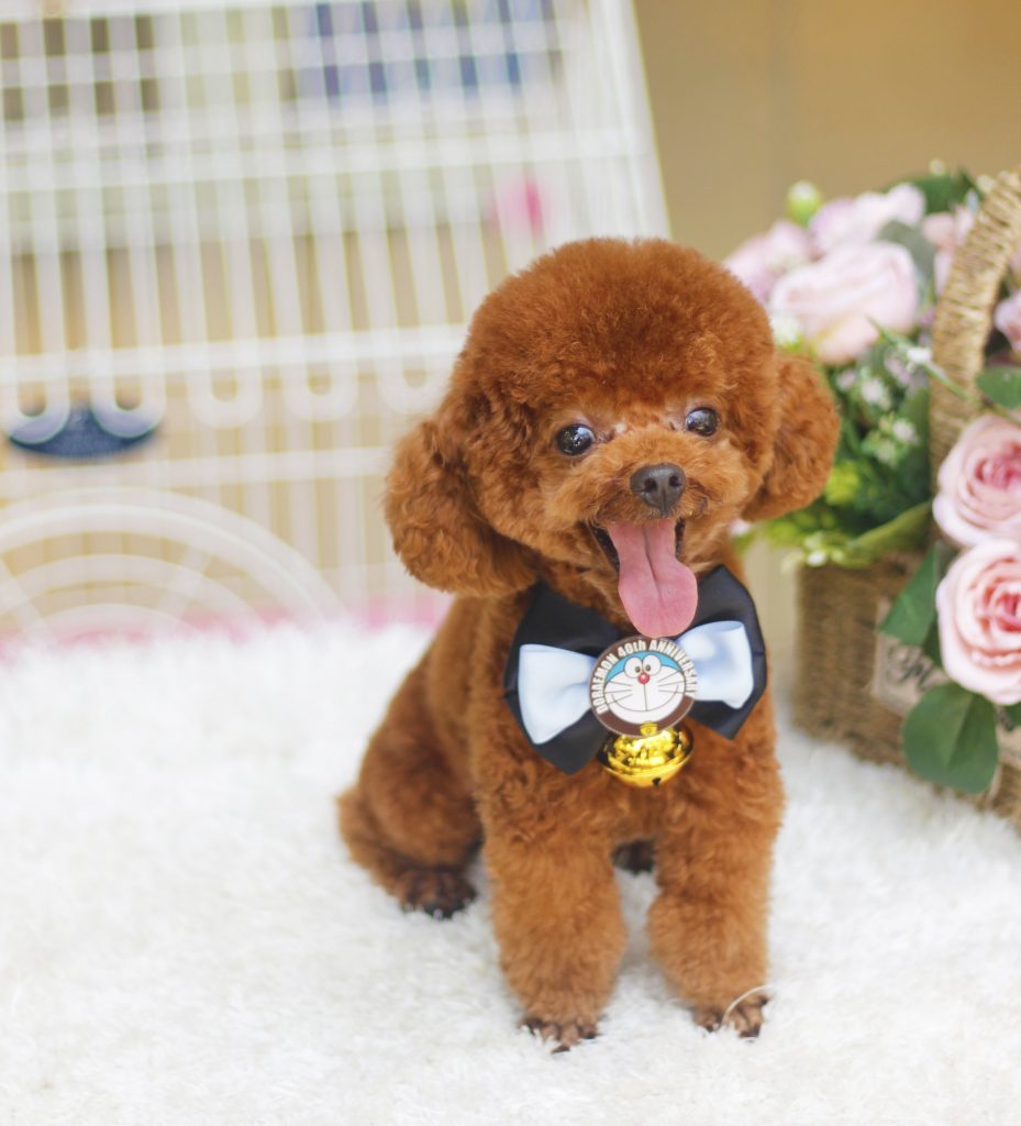 Đực phối nhà Voodle House