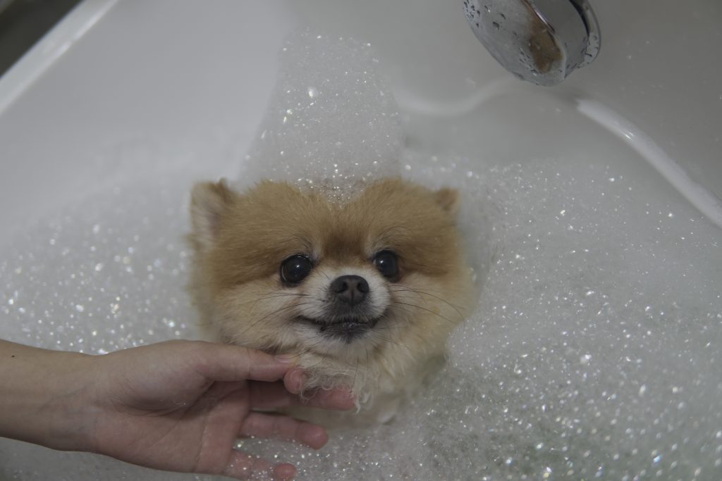 Bé Phốc Sóc Được Tắm Rửa Tại Poodle