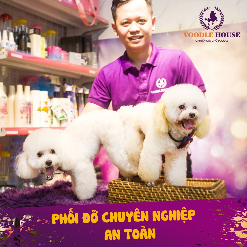 Tư vấn từ chuyên gia Voodle House khi phối giống Poodle